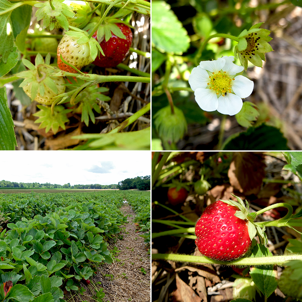 U-Pick Strawberry Farm