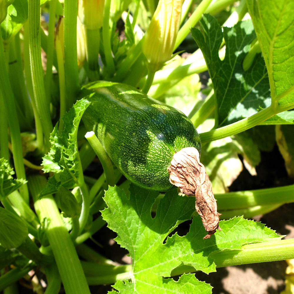 u-Pick Zucchini with flower attached