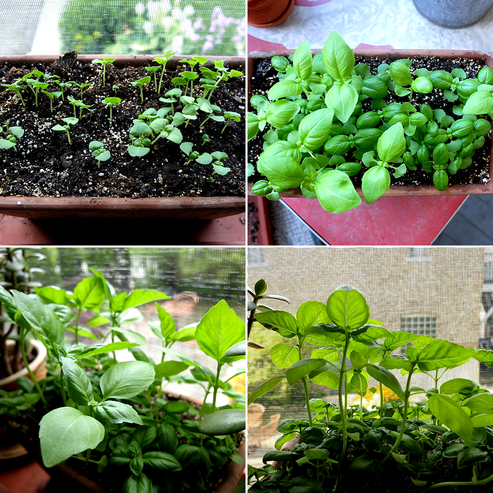 Basil growing from seed in one Month