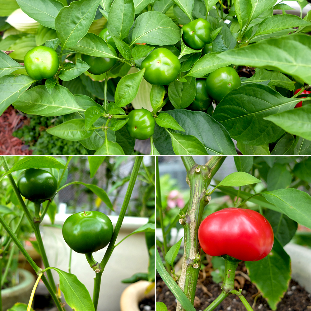 Hot Cherry Peppers turning from green to red in July