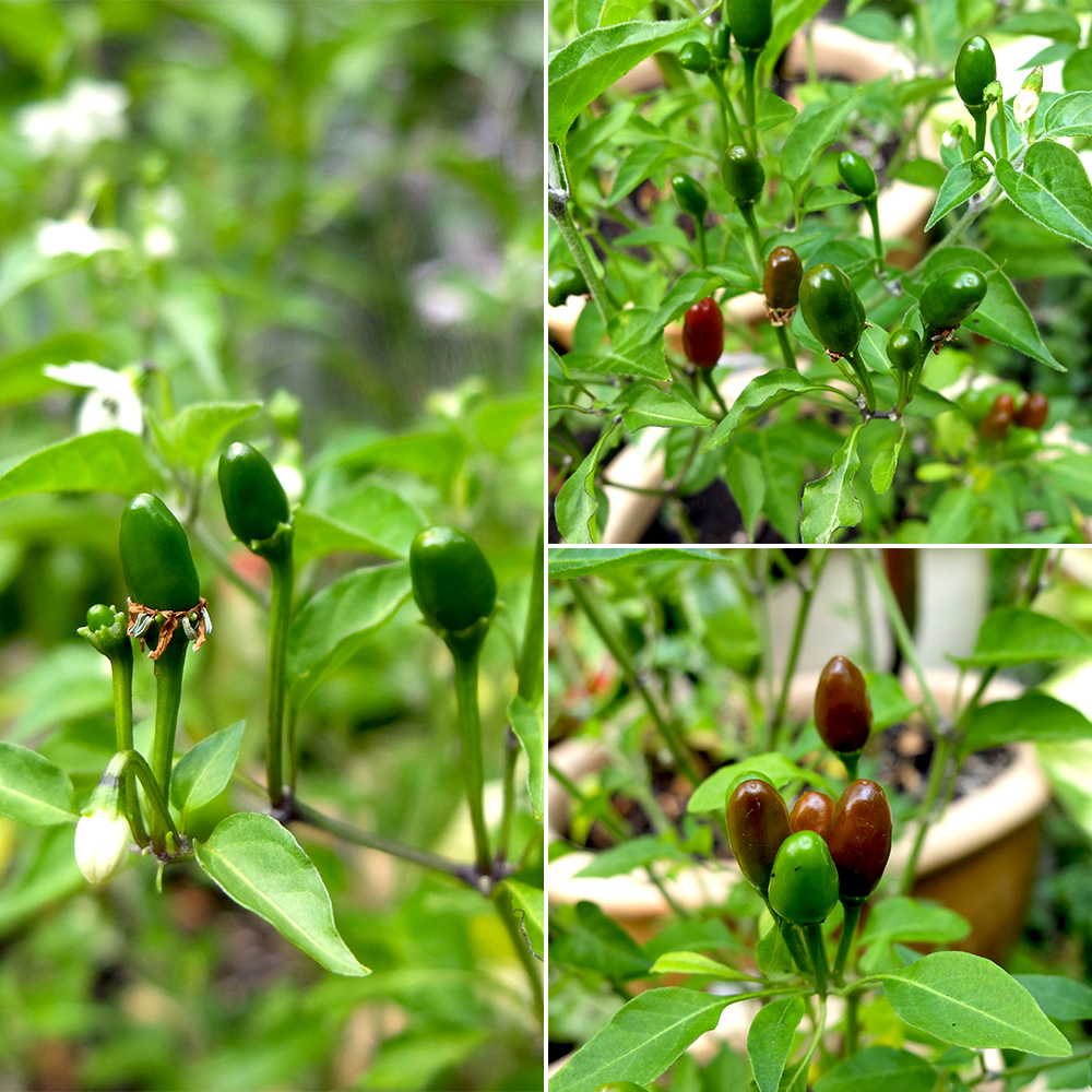 Chiltepin Peppers turning from green to red in July