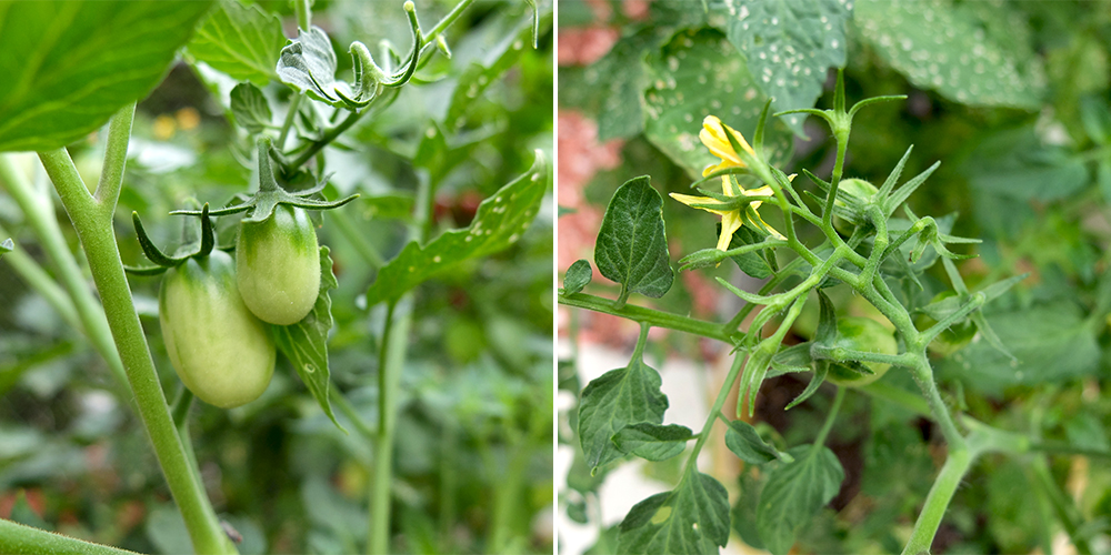 Grape Tomatoes - first of the year!