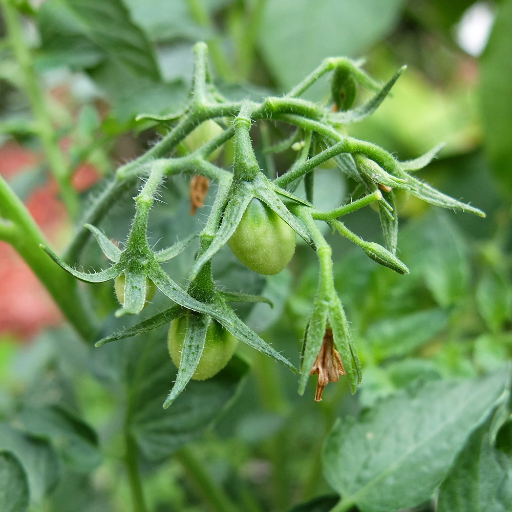 Grape Tomatoes planted late, but still growing strong in July