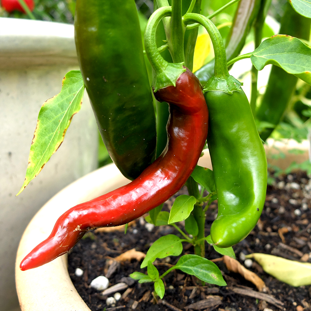 Guajillo Peppers growing in July Red and Green Guajillo Peppers