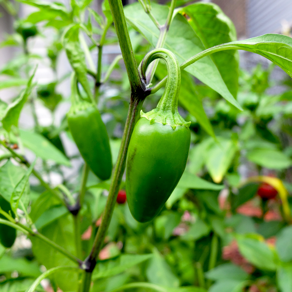 Jalapeno growing in July