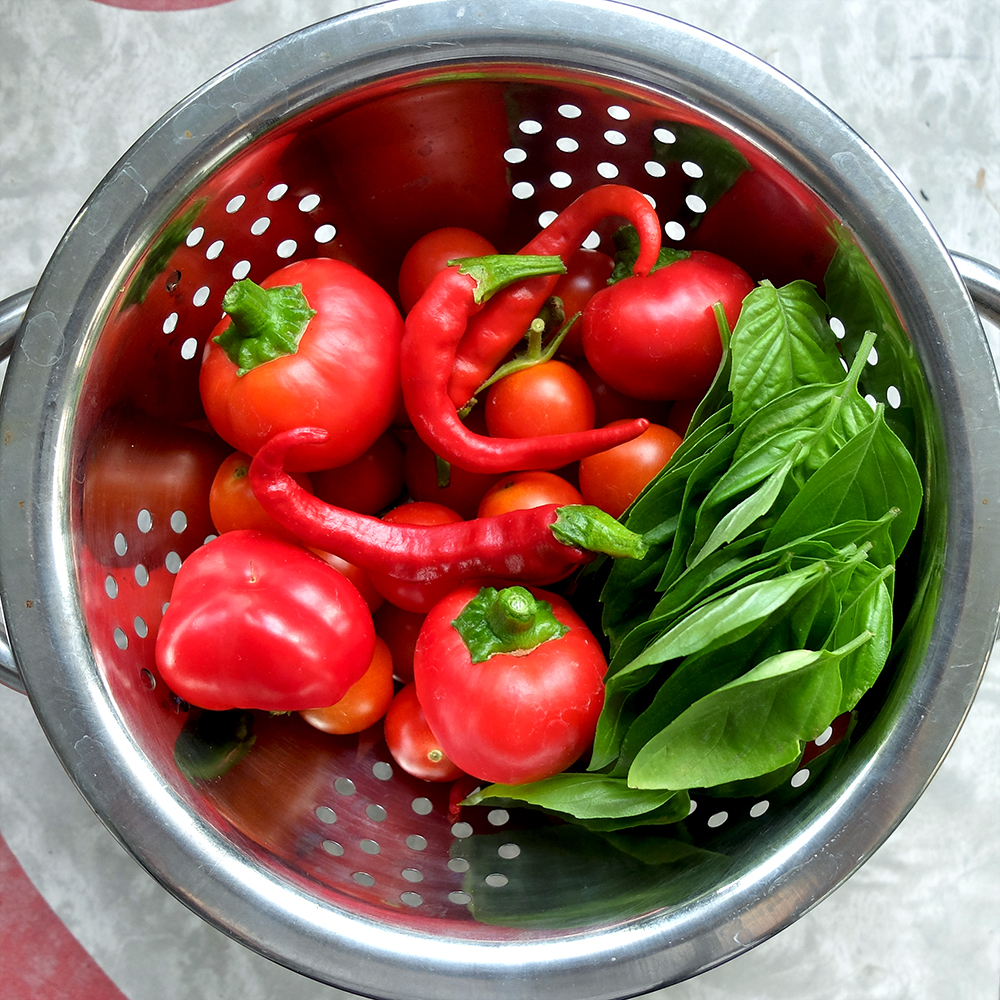 Pepper, Basil, and Tomato Harvest