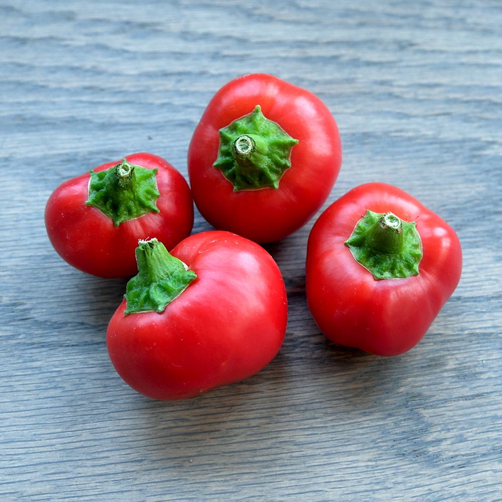 First Hot Cherry Pepper Harvest of the year