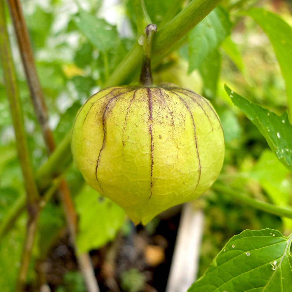 Tomatillo fruit is ready to harvest