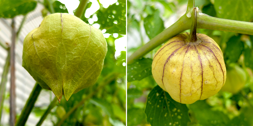 Tomatillo fruit is about ready to harvest