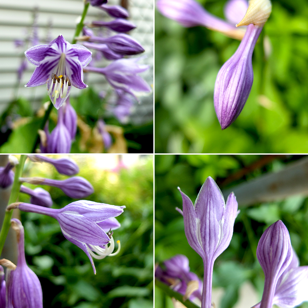 Purple Hosta Flowers