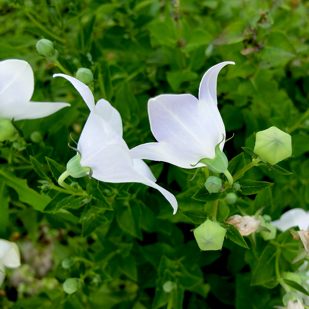 Balloon Flower - Platycodon grandiflorus