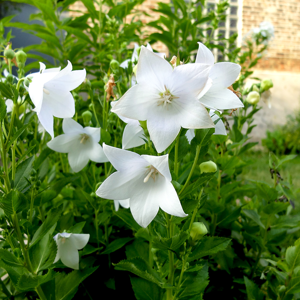 Balloon Flower - Platycodon grandiflorus