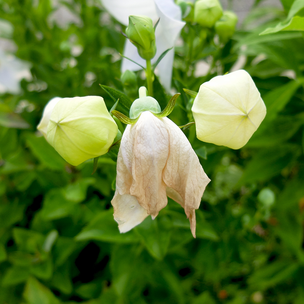 Balloon Flower - Platycodon grandiflorus