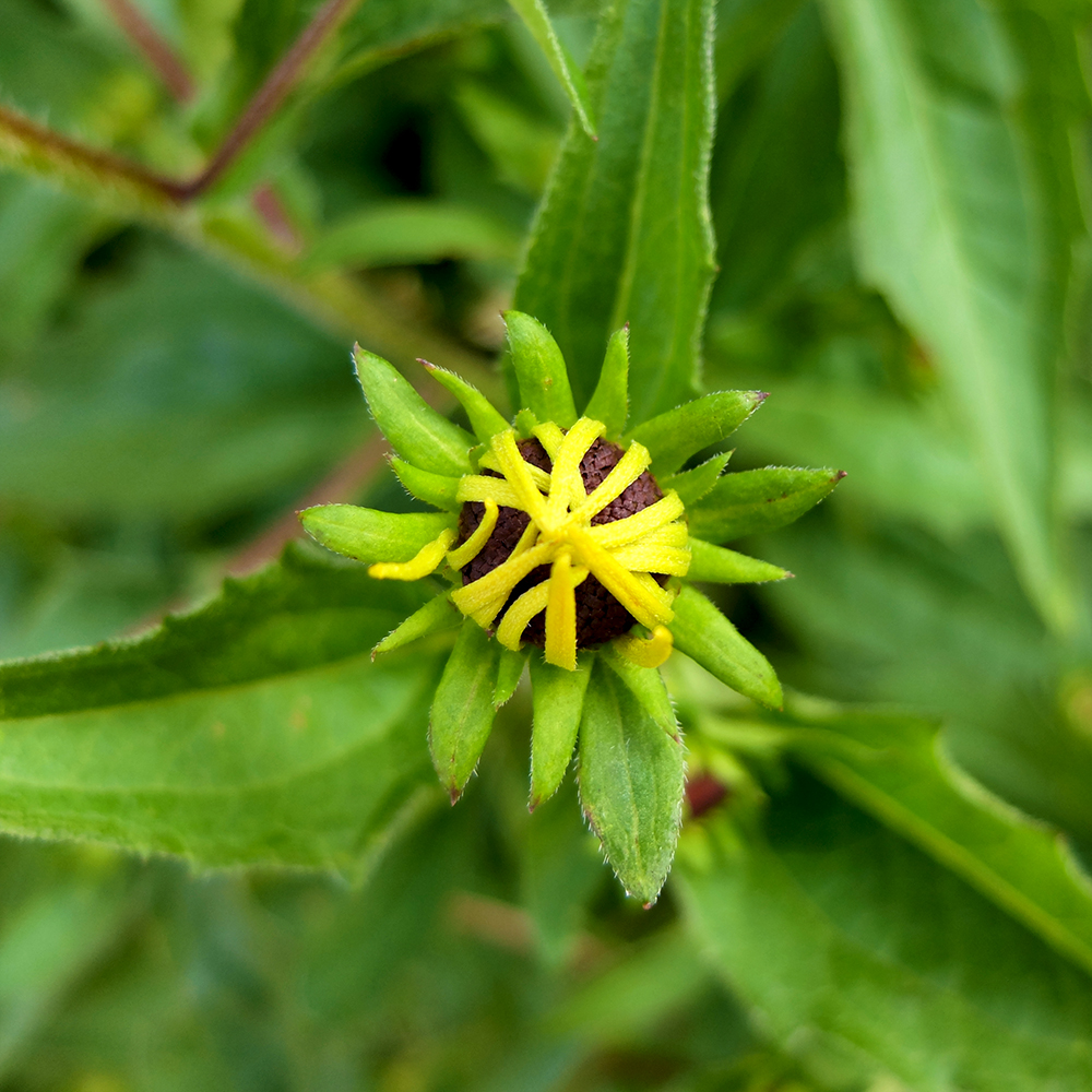 Black Eyed Susan opening up in the beginning of July