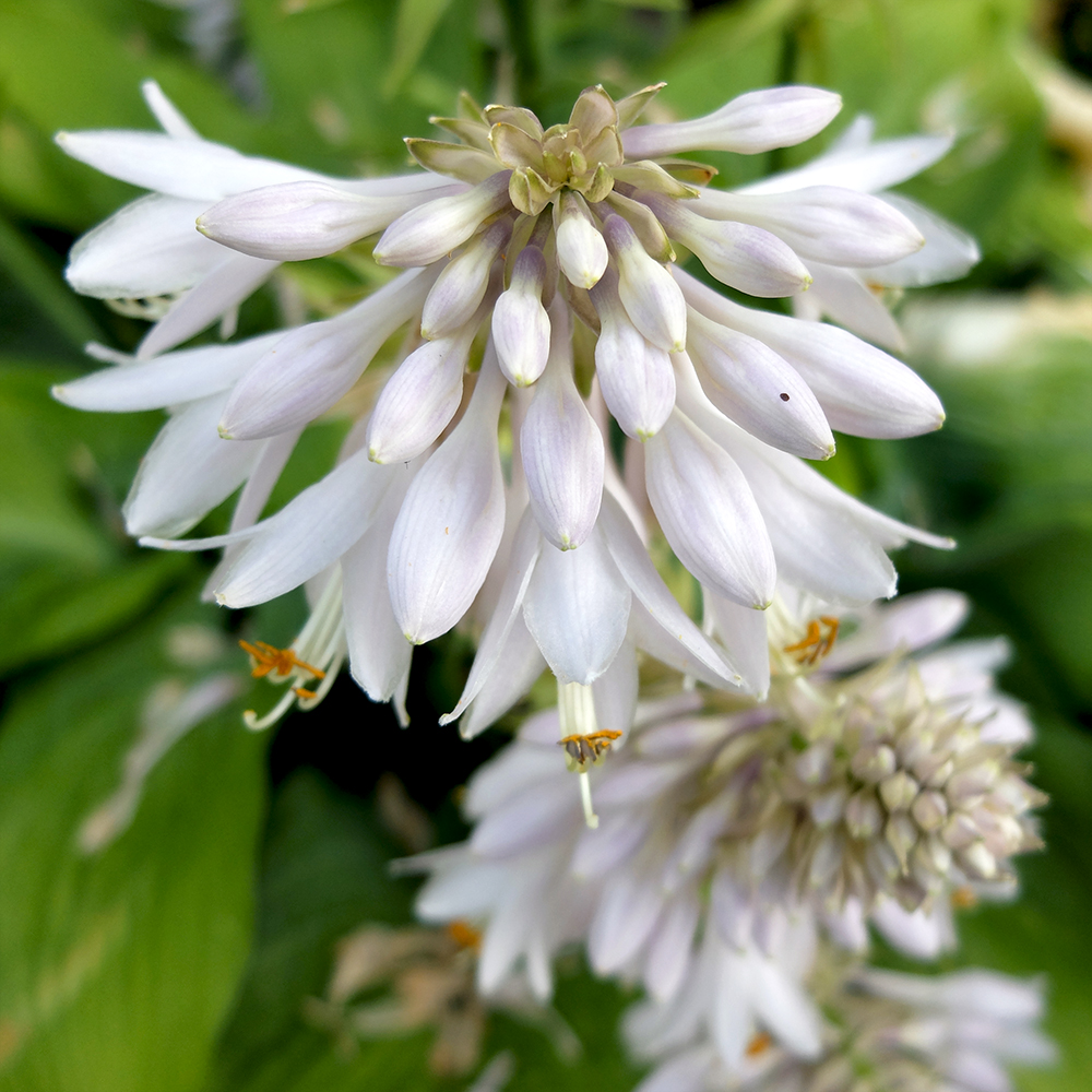 bressingham blue hosta flower