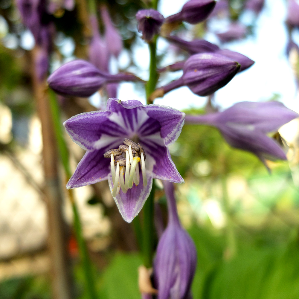 Purple Hosta Flowers