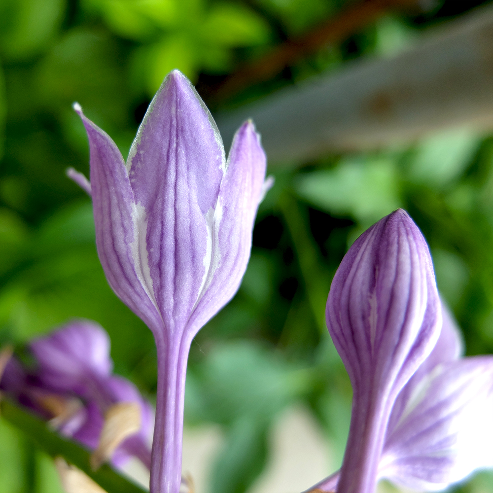 Purple Hosta Flowers