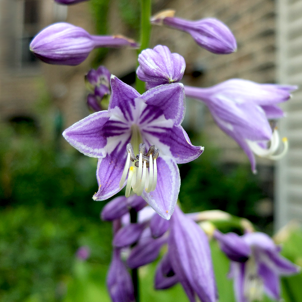 Purple Hosta Flowers