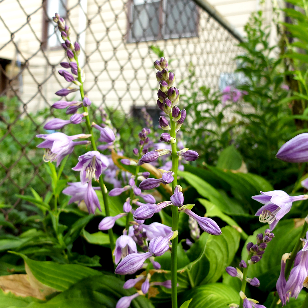 Purple Hosta Flowers