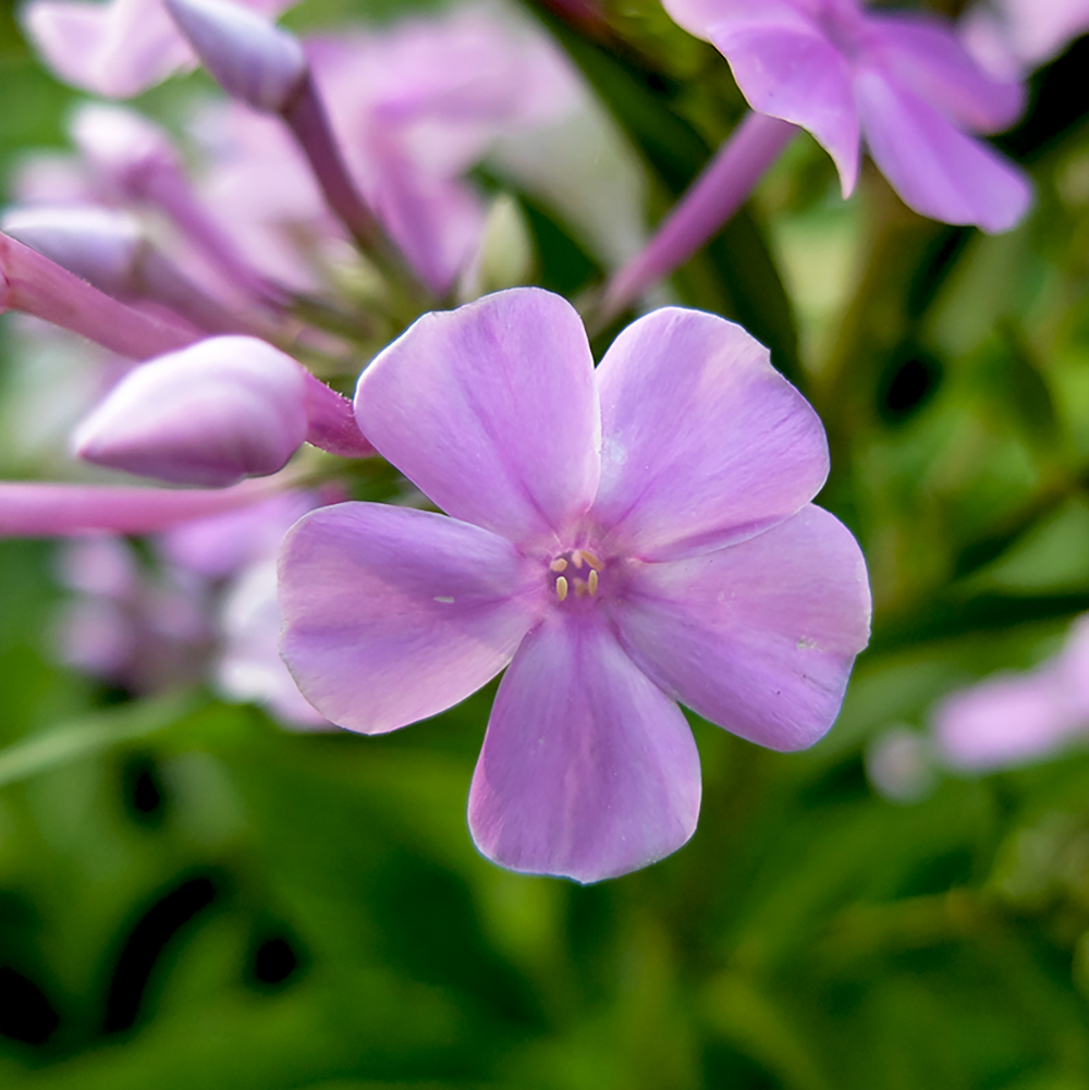 Phlox Flowers growing in the midwest