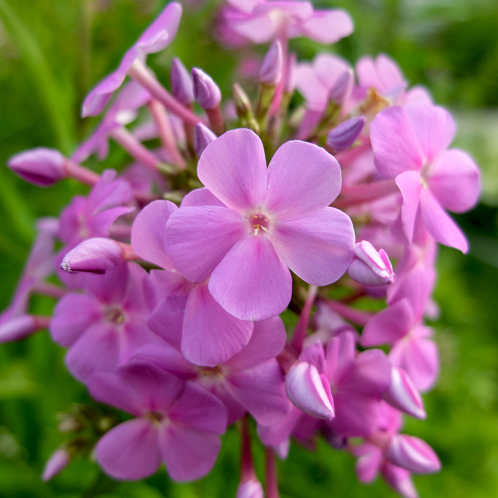 Phlox Flowers growing in the midwest