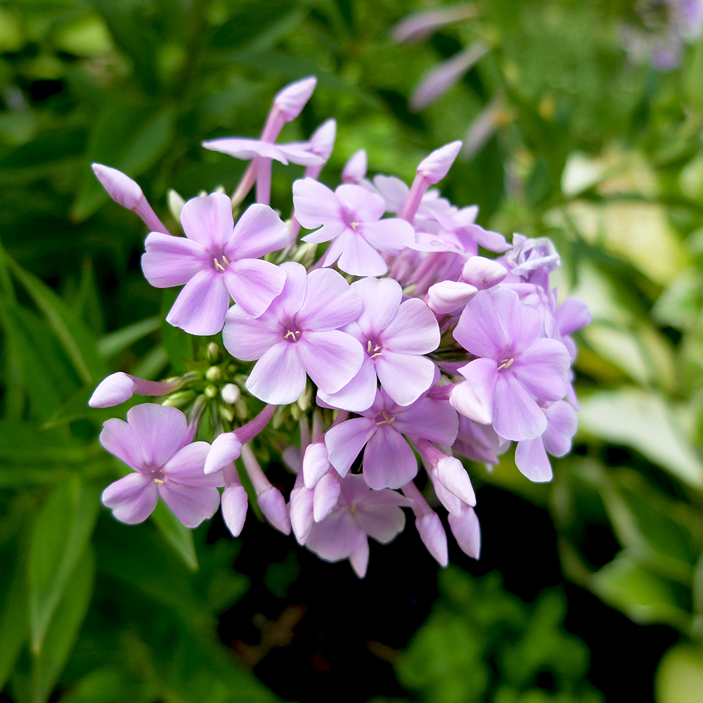 Phlox Flowers growing in the midwest