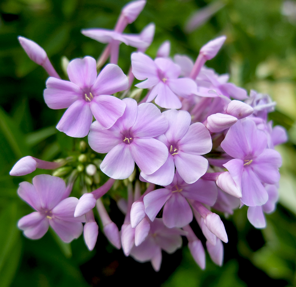 Phlox Flowers growing in the midwest