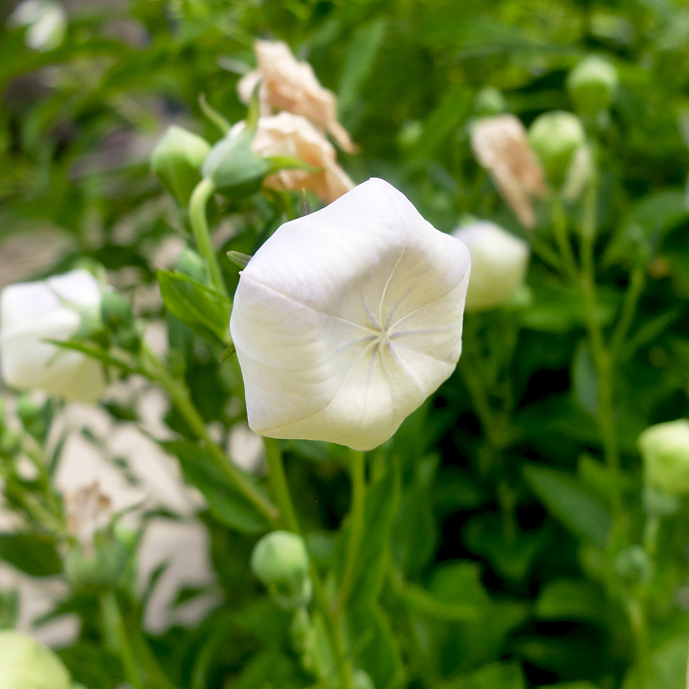 Balloon Flower - Platycodon grandiflorus