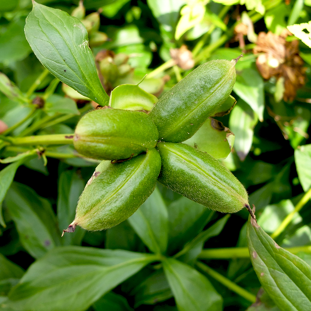 Peony seed pod