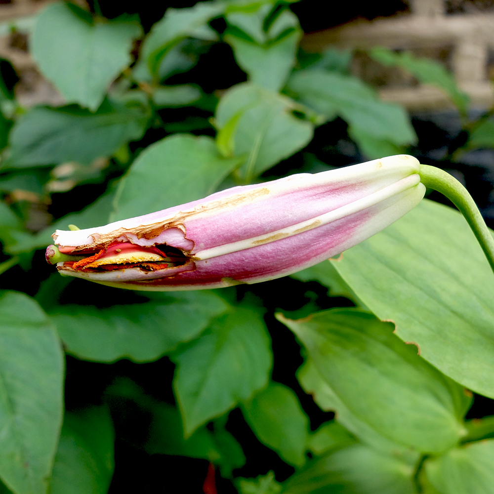 Star Gazer Lily Bud eaten by bugs