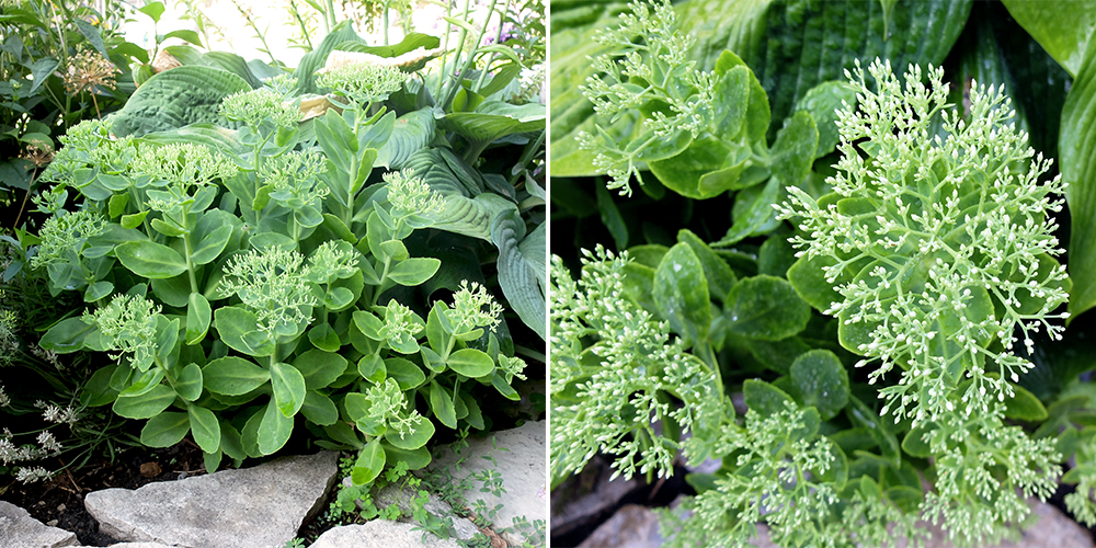 Sedum - Autumn Joy Flowers about to bloom