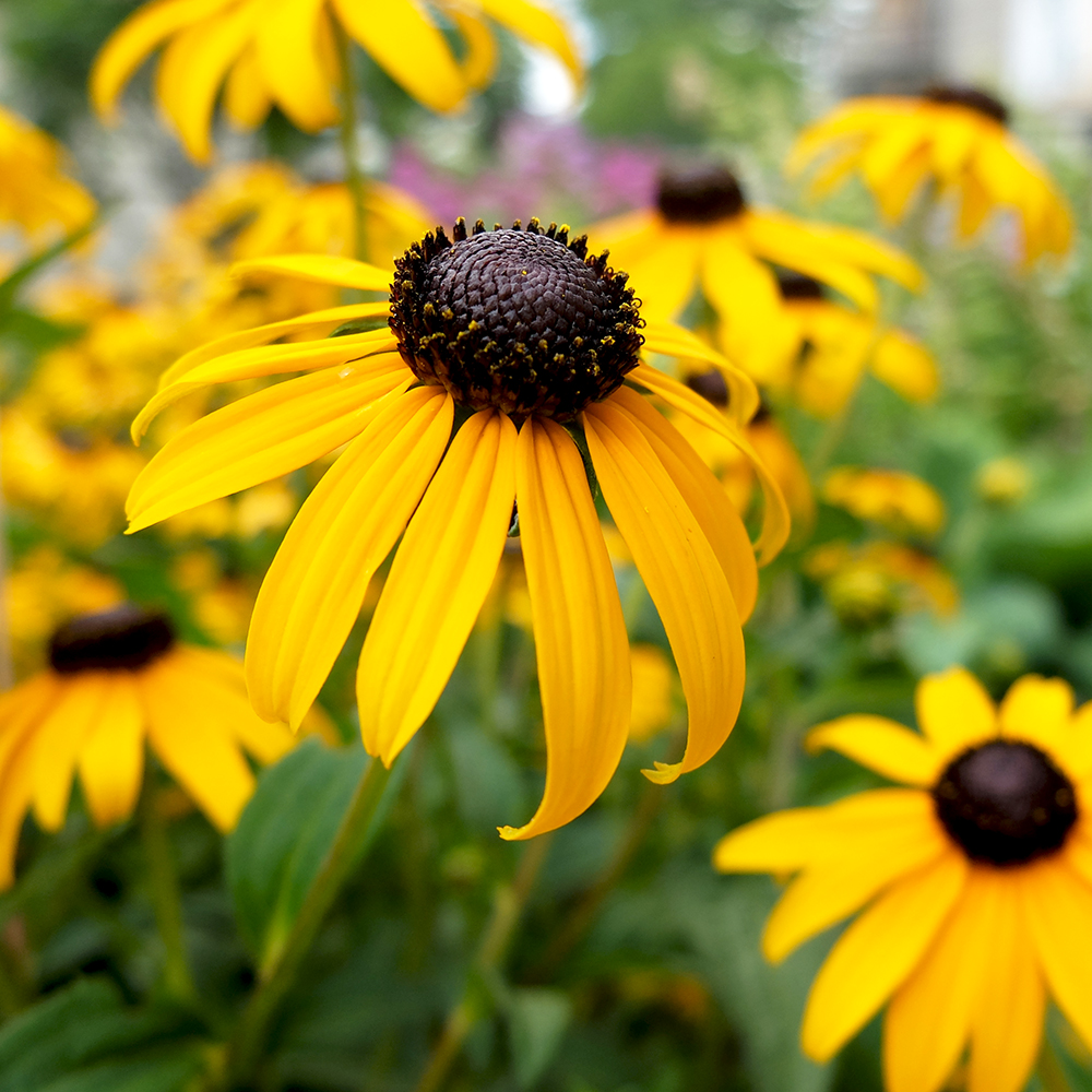 Black Eyed Susan growing in the midwest in July