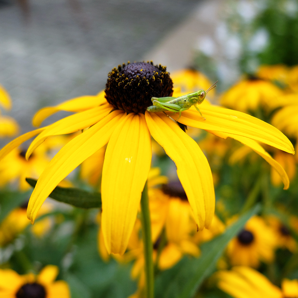Black Eyed Susan with Grasshopper - growing in the midwest in July
