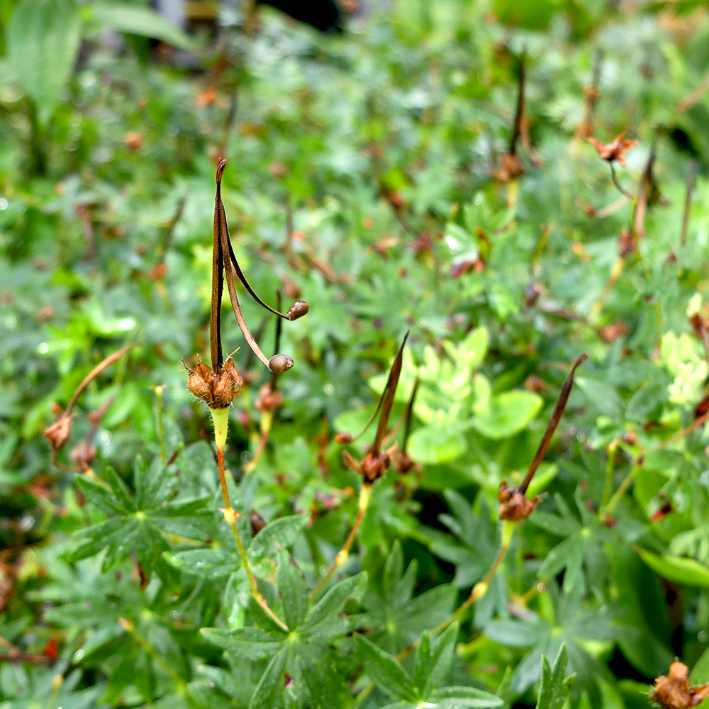 Bloody Cranesbill Geranium Seeds