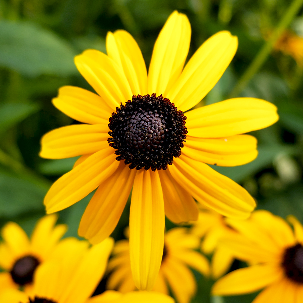 Black Eyed Susan Flower growing in the midwest in July