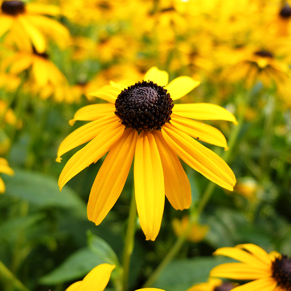 Black Eyed Susan Flower - yellow and black flower