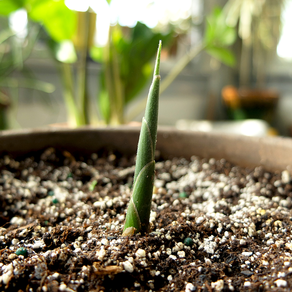 Growing Ginger at home from sprouted Ginger roots