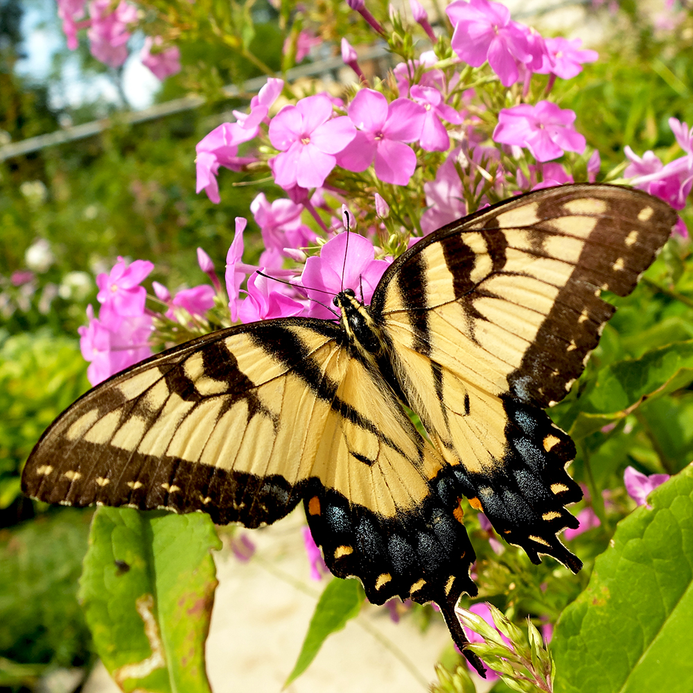 tiger swallowtail (Papilio glaucus) spotted in a midwest garden