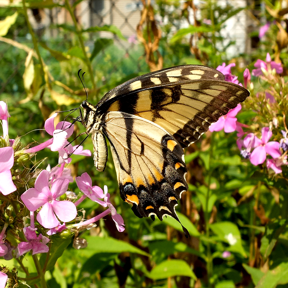 tiger swallowtail (Papilio glaucus) spotted in a midwest garden