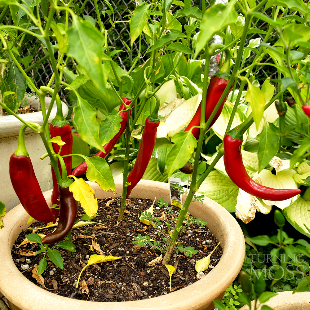 Guajillo Peppers growing in a pot - midwest pepper garden - Turning Moss Gardening