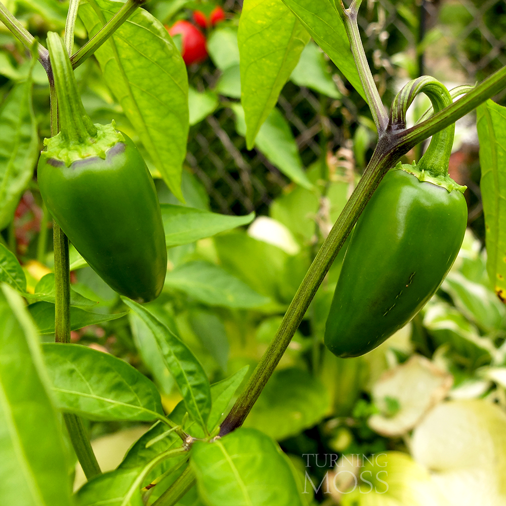 Jalapeno Peppers growing in a midwest potted garden - Turning Moss container gardening