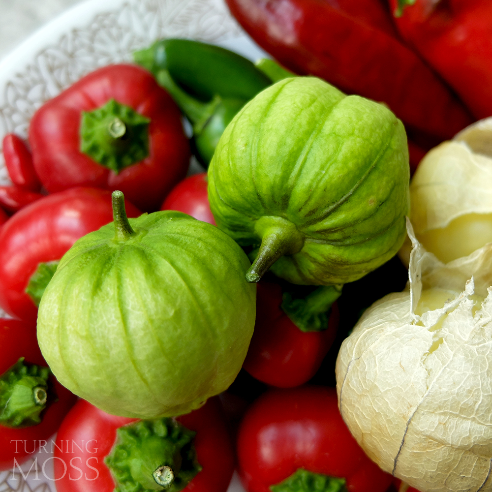 08052016-harvest-tomatillo-10-web