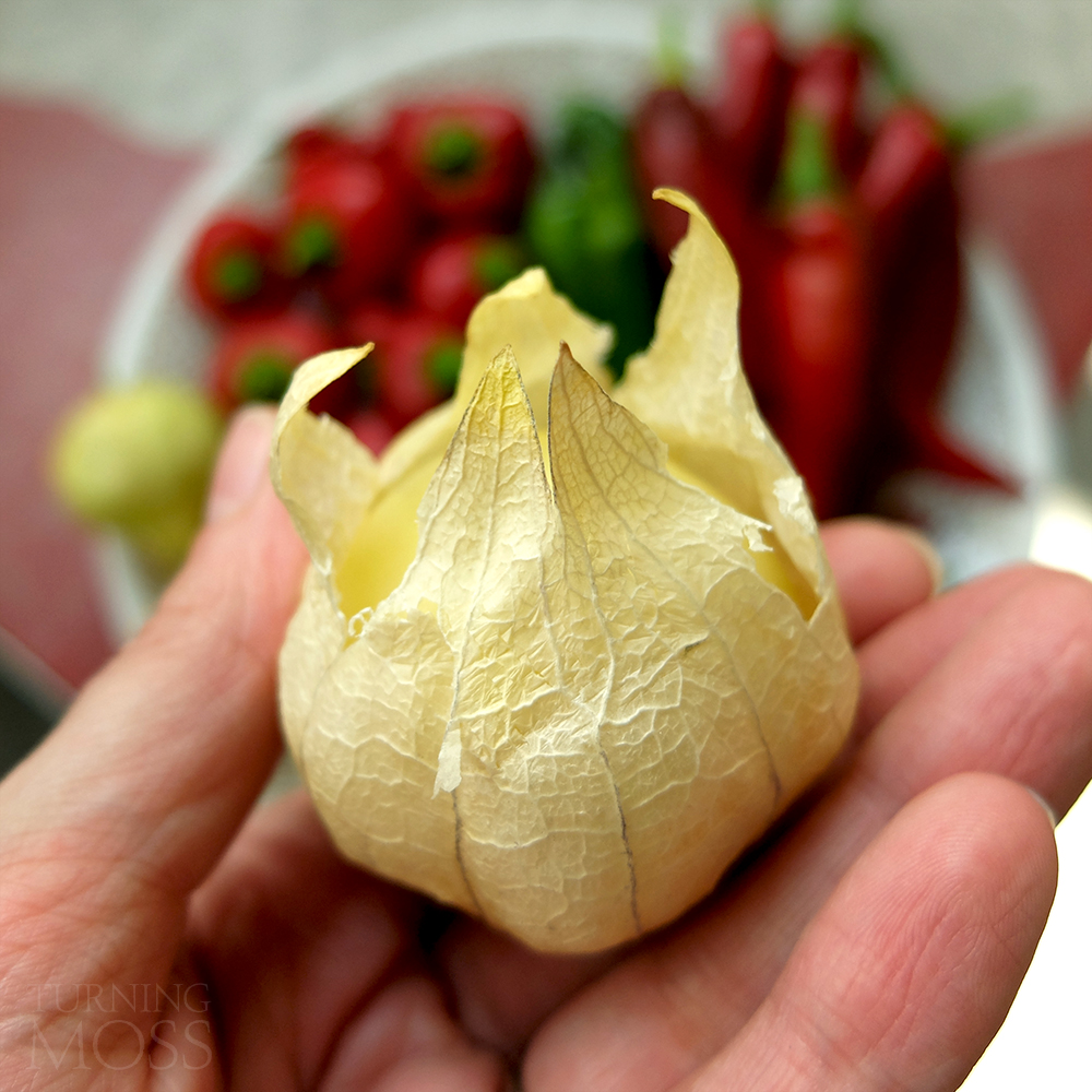 tomatillo harvested - over ripe - dried husk