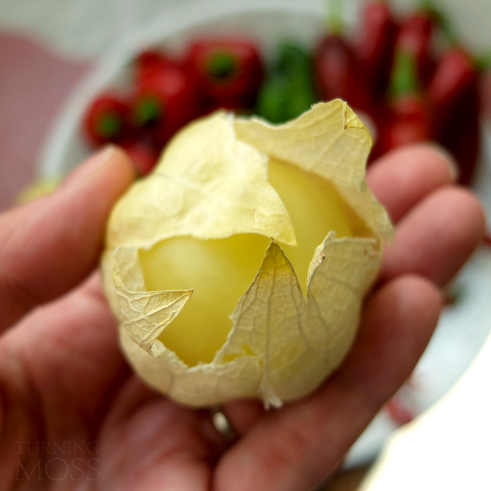 tomatillo harvested - over ripe - dried husk - Turning Moss