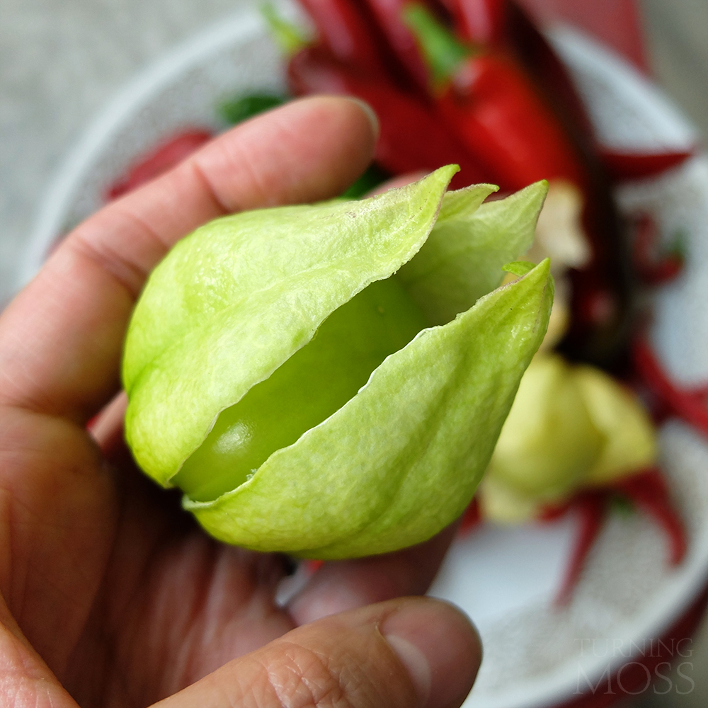 tomatillo harvested from a midwest backyard potted garden - Turning Moss Gardening