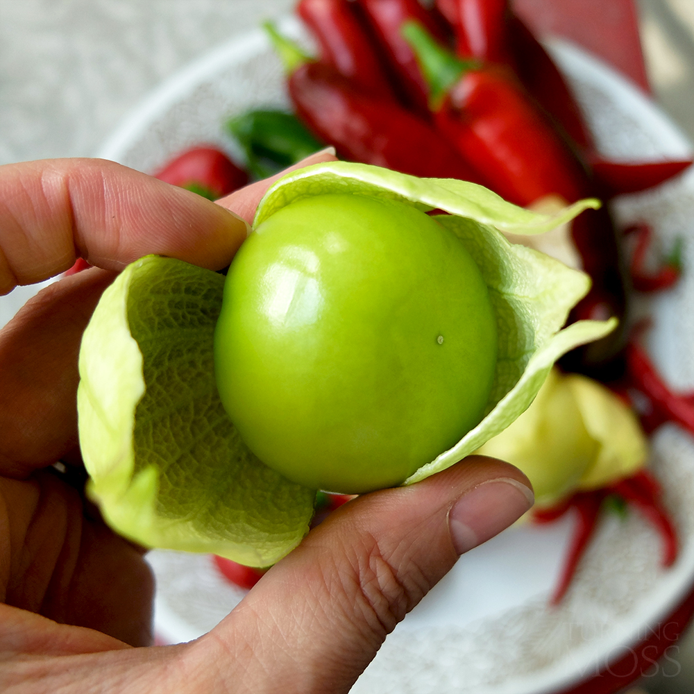 Ripe Tomatillo freshly harvested from an urban garden - midwest backyard gardening - Chicago Gardens - Turning Moss 