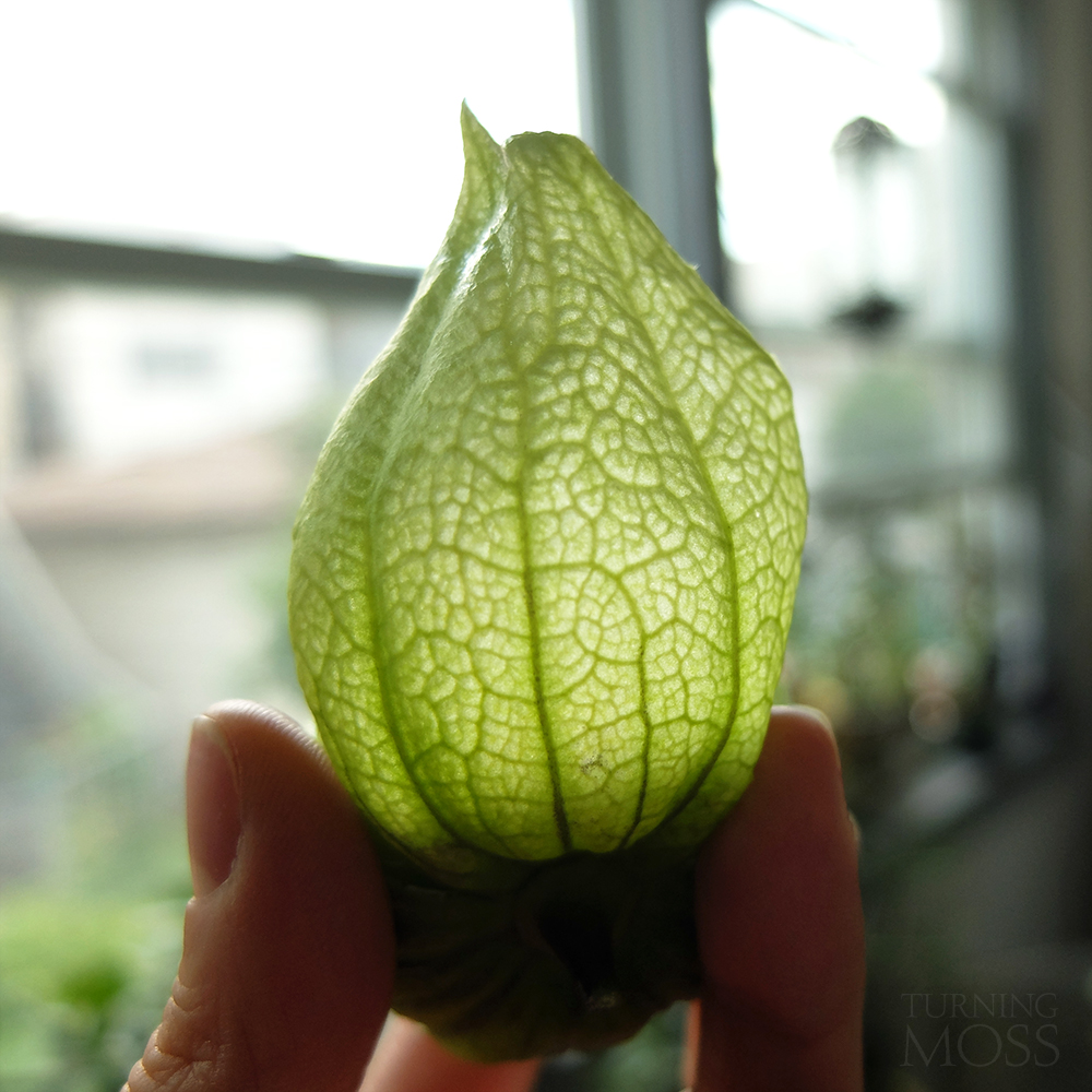 green tomatillo husk - tomatillo husk veins