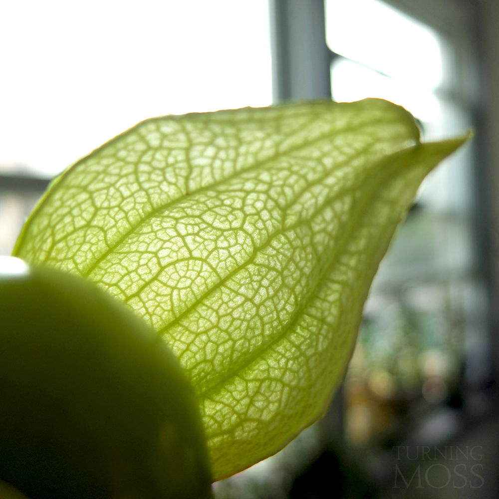 green tomatillo husk - tomatillo husk veins