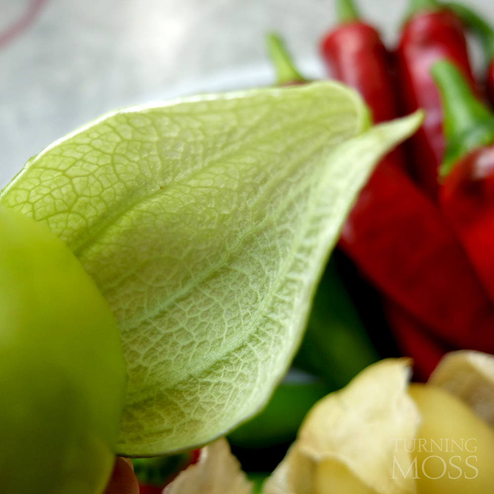 green tomatillo husk - tomatillo husk veins