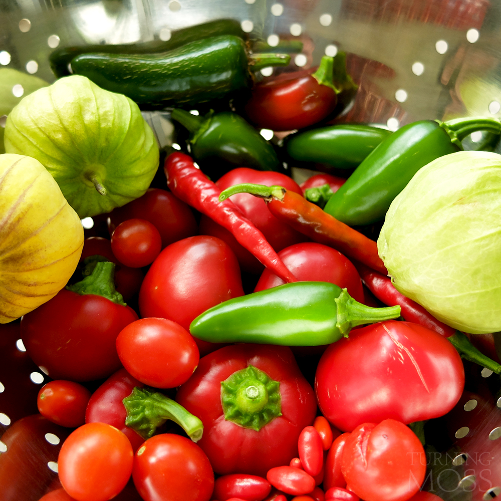 August Garden Harvest - midwest container gardening - jalapeños,tomatillos, cherry peppers, chiltepins, cherry tomatoes, cayenne peppers, juajillo peppers - Turning Moss Gardening